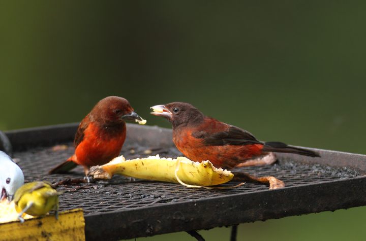 A Red-crowned Ant-Tanager shows its recently fledged young the ropes at the Canopy Lodge feeding stations (7/13/2010). Photo by Bill Hubick.