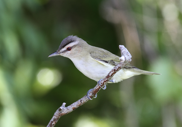 A Red-eyed Vireo on Assateague Island, Maryland (5/14/2010). If you look closely at the bird's nape, you can see a filoplume, one of the ultra-fine, hairlike feathers that presumably send birds messages regarding feather positioning. Photo by Bill Hubick.