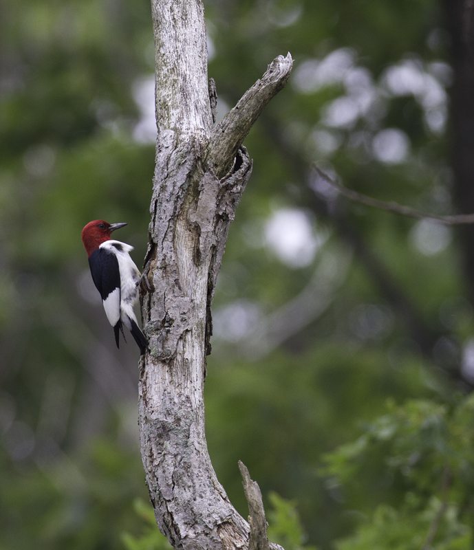 This nesting Red-headed Woodpecker was one of 112 species detected on a two-day Montgomery Bird Club field trip to Garrett Co., Maryland (6/12/2011). Photo by Bill Hubick.