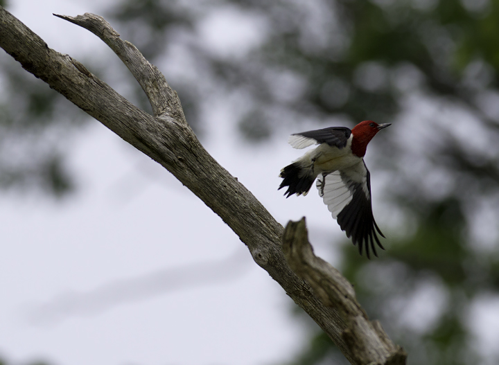 This nesting Red-headed Woodpecker was one of 112 species detected on a two-day Montgomery Bird Club field trip to Garrett Co., Maryland (6/12/2011). Photo by Bill Hubick.