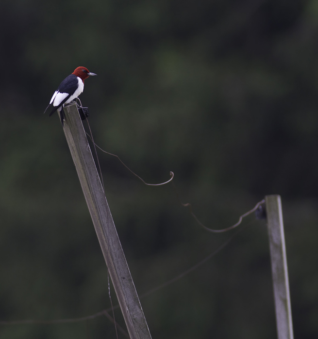 This nesting Red-headed Woodpecker was one of 112 species detected on a two-day Montgomery Bird Club field trip to Garrett Co., Maryland (6/12/2011). Photo by Bill Hubick.