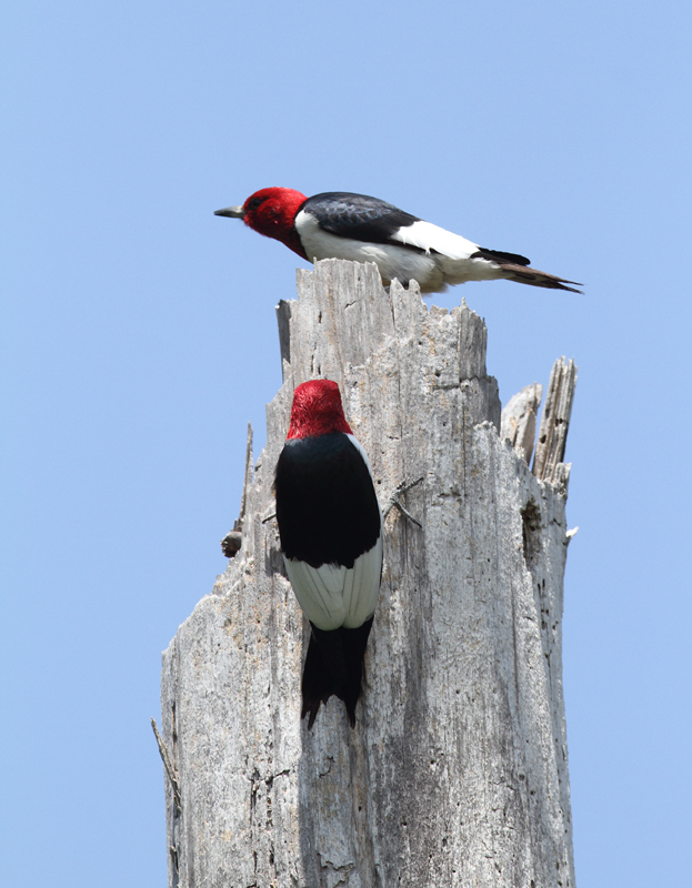 Two of the ten Red-headed Woodpeckers found in our area during the Dorchester May Count (5/8/2010). Photo by Bill Hubick.