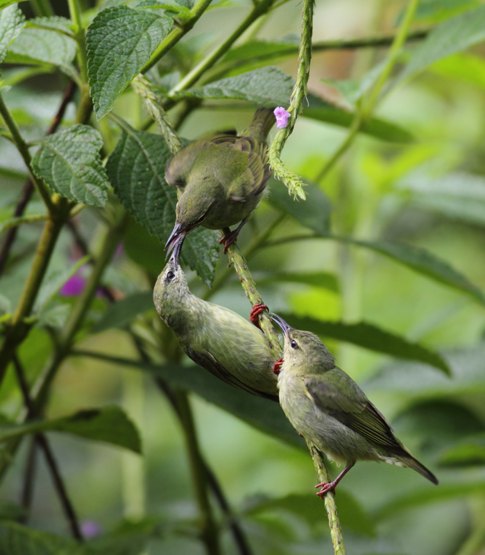 A family of Red-legged Honeycreepers near El Valle, Panama (7/13/2010). An adult male is shown below, followed by the female feeding two recently fledged young. Photo by Bill Hubick.