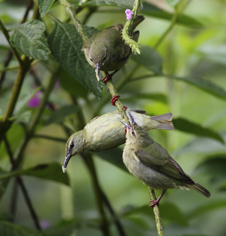 A family of Red-legged Honeycreepers near El Valle, Panama (7/13/2010). An adult male is shown below, followed by the female feeding two recently fledged young. Photo by Bill Hubick.