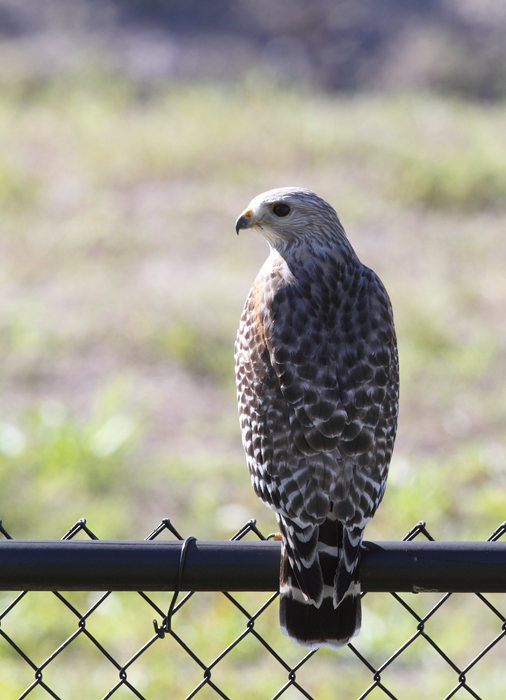 A pale Red-shouldered Hawk (Florida subspecies) at Green Cay Wetlands, Florida (2/26/2010). Photo by Bill Hubick.