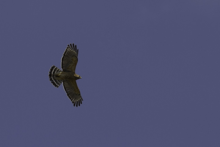 An adult Red-shouldered Hawk prepares to ferociously defend its territory in Montgomery Co., Maryland (4/17/2011). Photo by Bill Hubick.