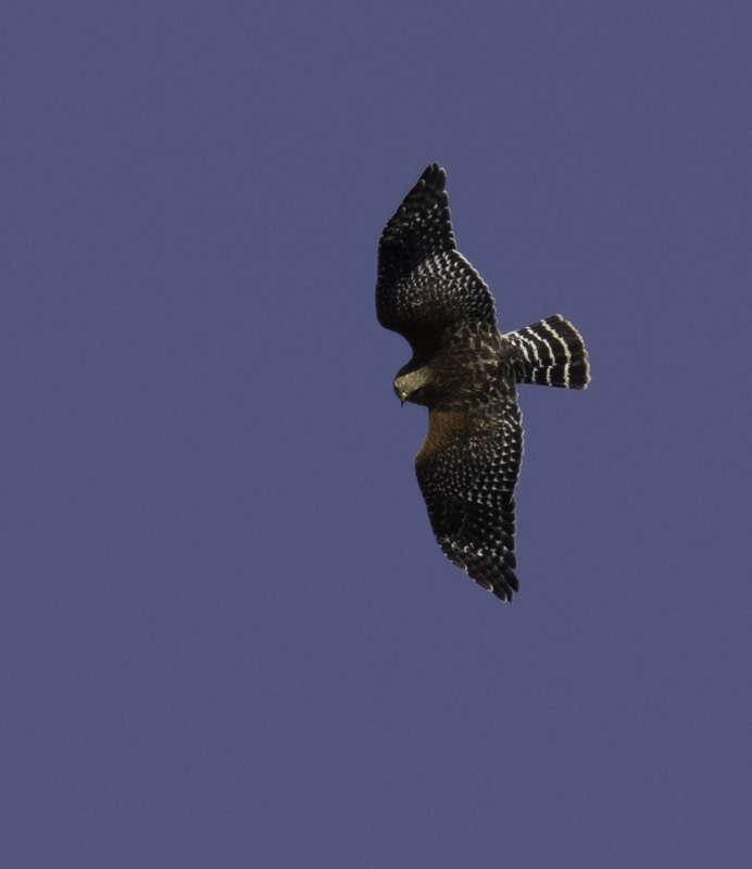 An adult Red-shouldered Hawk prepares to ferociously defend its territory in Montgomery Co., Maryland (4/17/2011). Photo by Bill Hubick.