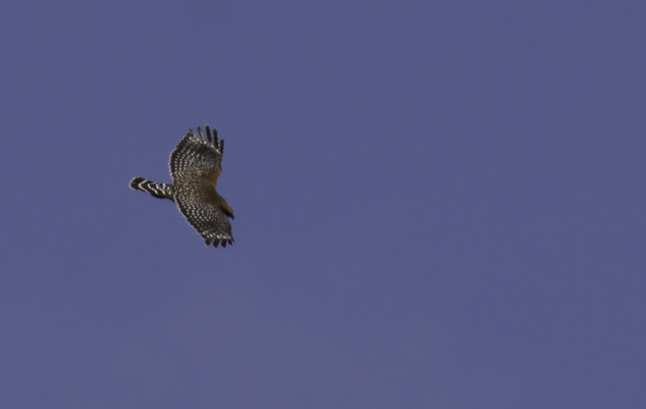 An adult Red-shouldered Hawk prepares to ferociously defend its territory in Montgomery Co., Maryland (4/17/2011). Photo by Bill Hubick.