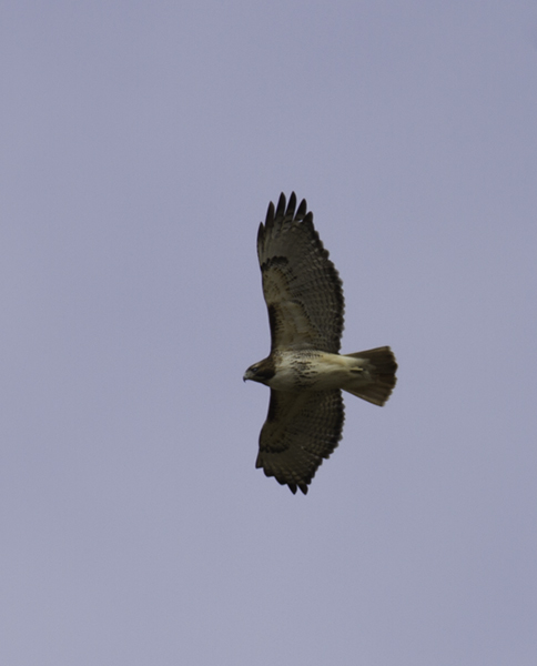 A Red-tailed Hawk soars over Millington WMA, Maryland (2/20/2011). Photo by Bill Hubick.