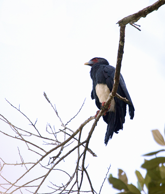 Yet another favorite, a local bee and wasp specialist, the Red-throated Caracara (Panama, July 2010).  Photo by Bill Hubick.