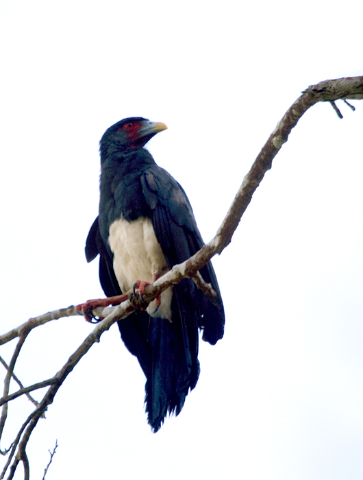 Yet another favorite, a local bee and wasp specialist, the Red-throated Caracara (Panama, July 2010).  Photo by Bill Hubick.