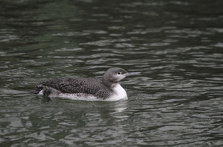 A juvenile Red-throated Loon at Shantytown, Ocean City, Maryland (12/13/2009). With the gray
		neck and strong necklace, this plumage can easily give you a jolt as a possible Pacific Loon. That was my first thought when I saw this one.