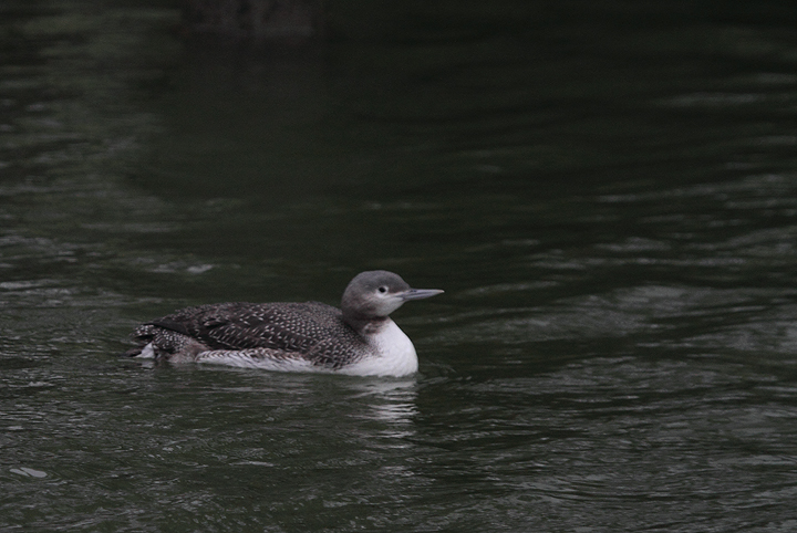 A juvenile Red-throated Loon at Shantytown, Ocean City, Maryland (12/13/2009). With the gray
		neck and strong necklace, this plumage can easily give you a jolt as a possible Pacific Loon. That was my first thought when I saw this one.