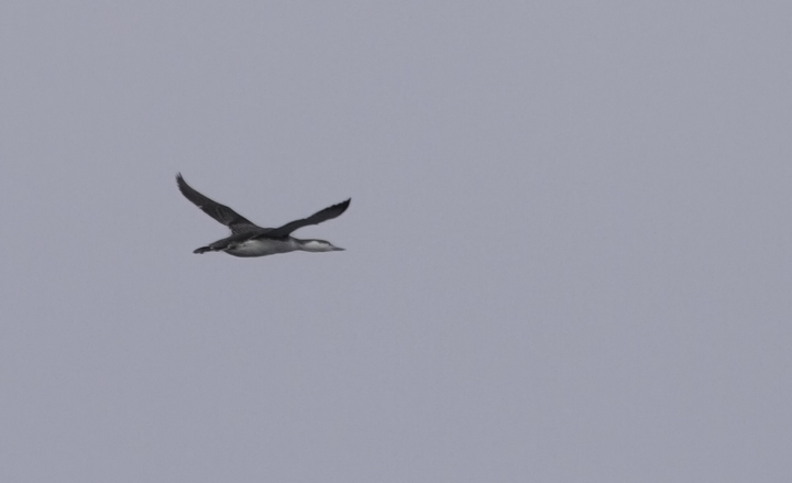 A Red-throated Loon in flight off Ocean City, Maryland (2/26/2011). Photo by Bill Hubick.