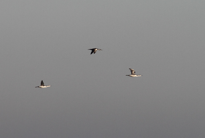 Several of the nearly 500 Red-throated Loons that flew south past the Ocean City Inlet during a 
three-house sea watch on 11/29/2009.