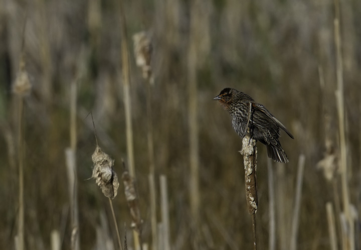 An interesting Red-winged Blackbird, attracting our attention by especially bright plumage on what appeared to be a female. She appears to be an older female that has begun showing some male traits after changes in hormones. Photo by Bill Hubick.