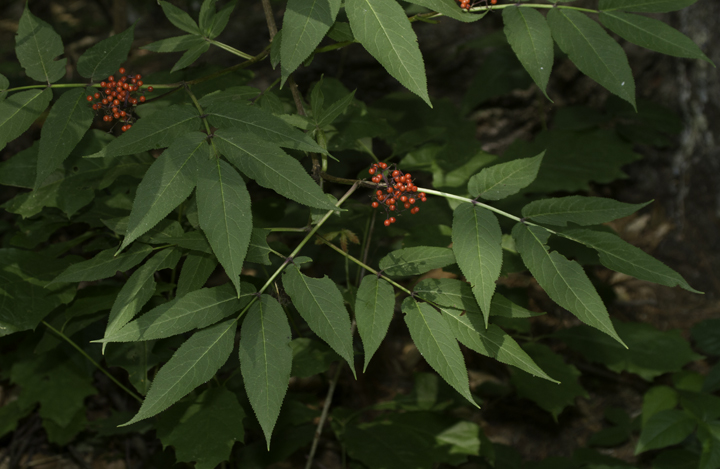Red Elderberry (<em>Sambucus racemosa</em>) in Garrett Co., Maryland (6/11/2011). Photo by Bill Hubick.