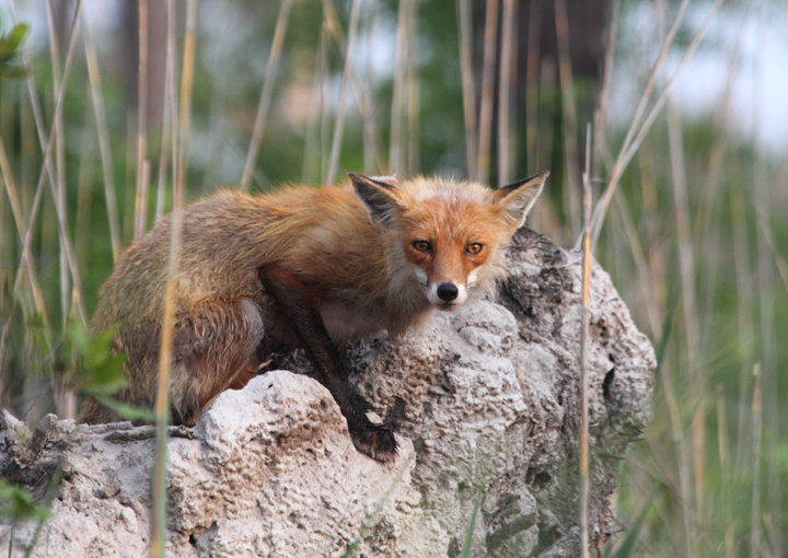 A Red Fox eyes us suspiciously from a dirt mound (Dorchester Co., 5/8/2010). Photo by Bill Hubick.