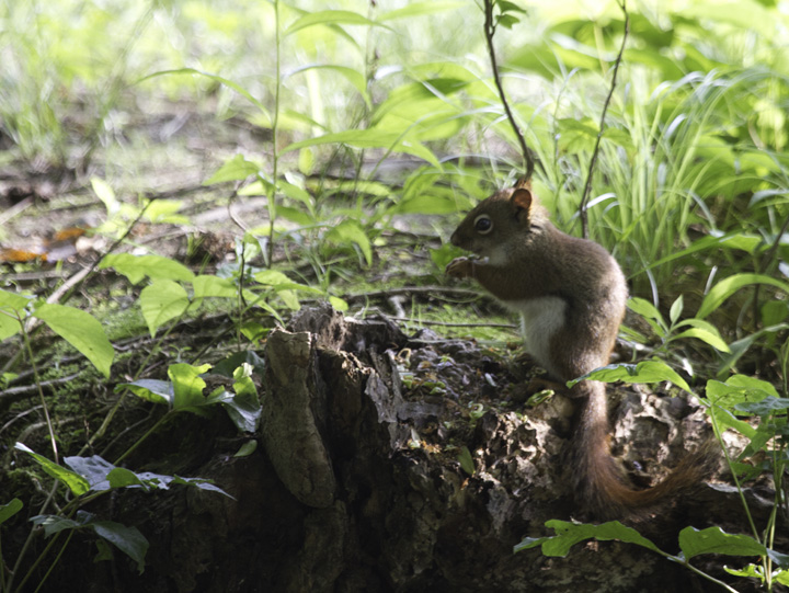 A Red Squirrel near the Youghiogheny Reservoir in western Garrett Co., Maryland (6/12/2011). Photo by Bill Hubick.