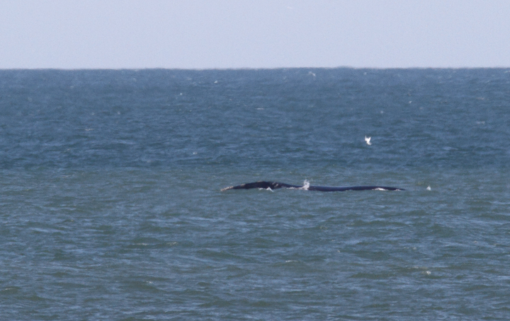 Atlantic Right Whales off Matanzas Inlet near St. Augustine were the rarest sighting of the trip. With a global population of only about 400 individuals, it was amazingly good fortune that we got to enjoy this mother and calf. Good job, Kim Hafner, for spotting them! The first three images show the mother, while the remaining images show the playing calf. Click any image to view higher-resolution versions. Hopefully the images of the mother will be sufficient for the research team to identify her. Photo by Bill Hubick.