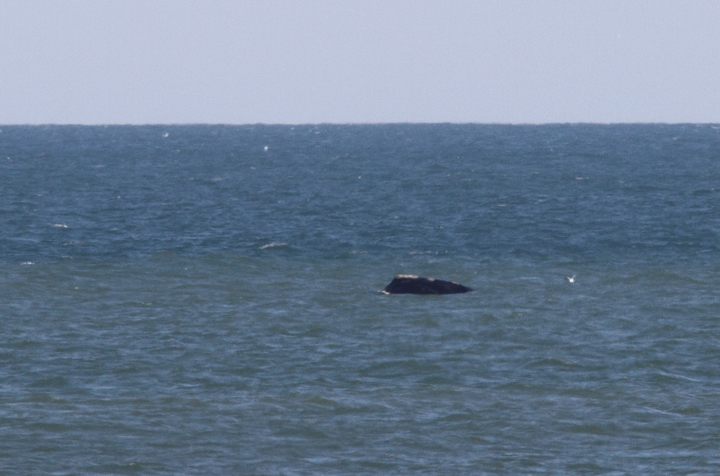 Atlantic Right Whales off Matanzas Inlet near St. Augustine were the rarest sighting of the trip. With a global population of only about 400 individuals, it was amazingly good fortune that we got to enjoy this mother and calf. Good job, Kim Hafner, for spotting them! The first three images show the mother, while the remaining images show the playing calf. Click any image to view higher-resolution versions. Hopefully the images of the mother will be sufficient for the research team to identify her. Photo by Bill Hubick.