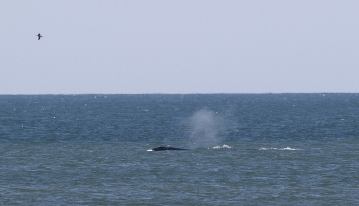 Atlantic Right Whales off Matanzas Inlet near St. Augustine were the rarest sighting of the trip. With a global population of only about 400 individuals, it was amazingly good fortune that we got to enjoy this mother and calf. Good job, Kim Hafner, for spotting them! The first three images show the mother, while the remaining images show the playing calf. Click any image to view higher-resolution versions. Hopefully the images of the mother will be sufficient for the research team to identify her. Photo by Bill Hubick.