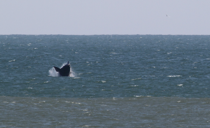 Atlantic Right Whales off Matanzas Inlet near St. Augustine were the rarest sighting of the trip. With a global population of only about 400 individuals, it was amazingly good fortune that we got to enjoy this mother and calf. Good job, Kim Hafner, for spotting them! The first three images show the mother, while the remaining images show the playing calf. Click any image to view higher-resolution versions. Hopefully the images of the mother will be sufficient for the research team to identify her. Photo by Bill Hubick.