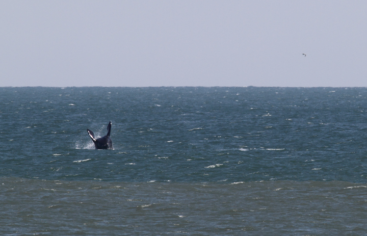 Atlantic Right Whales off Matanzas Inlet near St. Augustine were the rarest sighting of the trip. With a global population of only about 400 individuals, it was amazingly good fortune that we got to enjoy this mother and calf. Good job, Kim Hafner, for spotting them! The first three images show the mother, while the remaining images show the playing calf. Click any image to view higher-resolution versions. Hopefully the images of the mother will be sufficient for the research team to identify her. Photo by Bill Hubick.