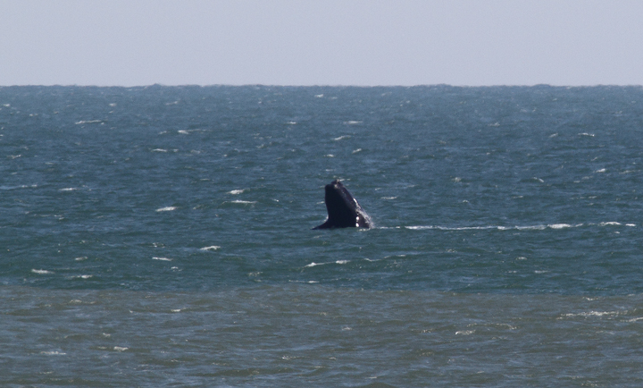 Atlantic Right Whales off Matanzas Inlet near St. Augustine were the rarest sighting of the trip. With a global population of only about 400 individuals, it was amazingly good fortune that we got to enjoy this mother and calf. Good job, Kim Hafner, for spotting them! The first three images show the mother, while the remaining images show the playing calf. Click any image to view higher-resolution versions. Hopefully the images of the mother will be sufficient for the research team to identify her. Photo by Bill Hubick.