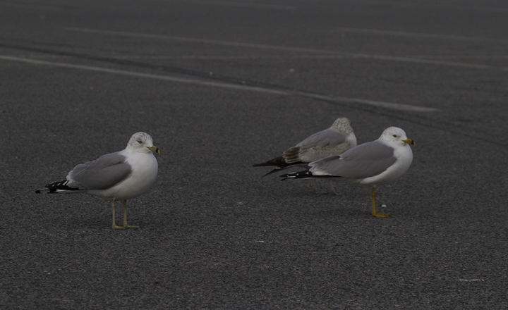 An adult Ring-billed Gull with especially bright bare parts - Ocean City Inlet, Maryland (2/26/2011). Photo by Bill Hubick.