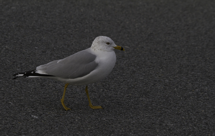 An adult Ring-billed Gull with especially bright bare parts - Ocean City Inlet, Maryland (2/26/2011). Photo by Bill Hubick.