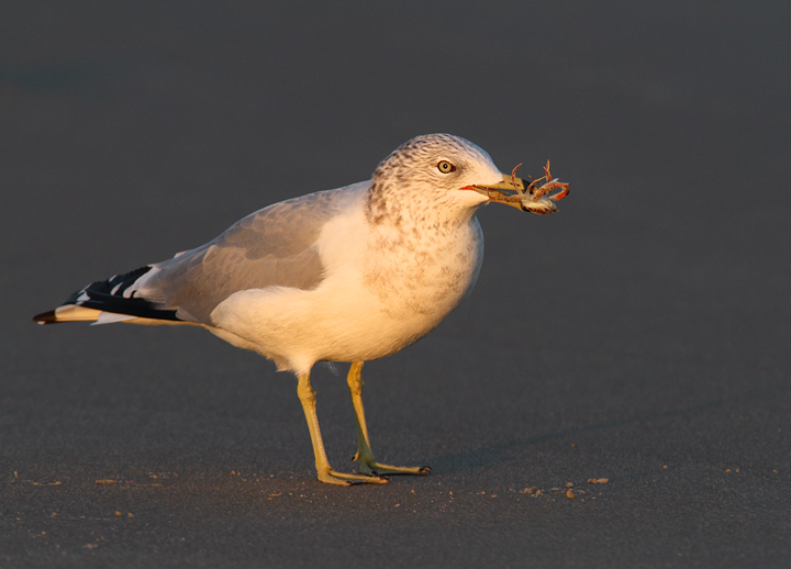 A Ring-billed Gull enjoys a crab feast in Ocean City, Maryland (11/7/2009).