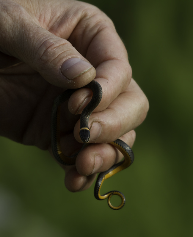 A second Ring-necked Snake nearby in Garrett Co., Maryland (6/12/2011). Photo by Bill Hubick.