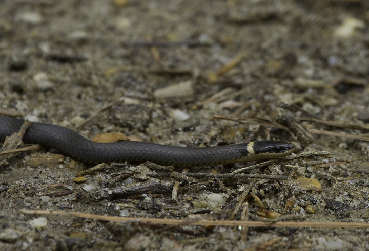 A Ring-neck Snake in Calvert Co., Maryland (4/23/2011). Photo by Bill Hubick.