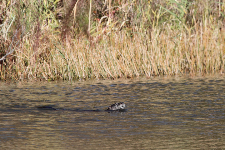 A River Otter in a small pond in West Ocean City, Maryland (11/13/2010).<br /> My first photos of this species, which has always been one of my favorites. Photo by Bill Hubick.