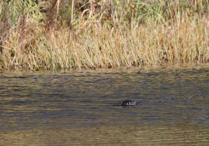 A River Otter in a small pond in West Ocean City, Maryland (11/13/2010).<br /> My first photos of this species, which has always been one of my favorites. Photo by Bill Hubick.