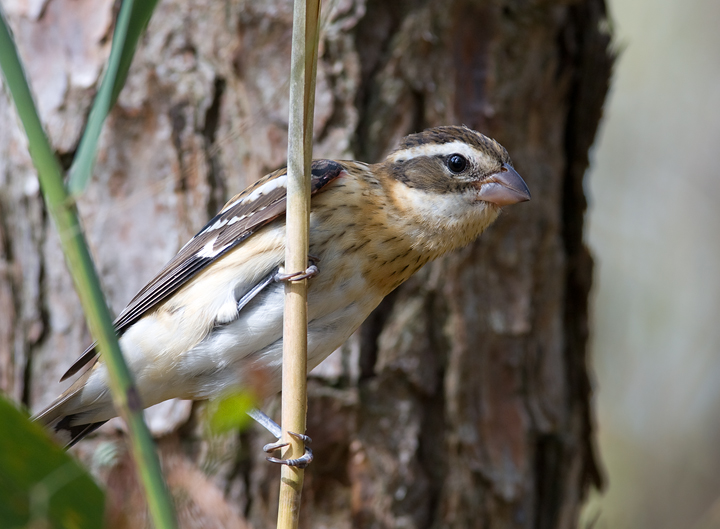 A Rose-breasted Grosbeak on Assateague Island, Maryland.