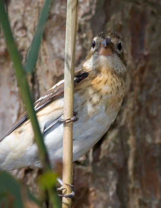 A Rose-breasted Grosbeak on Assateague Island, Maryland.