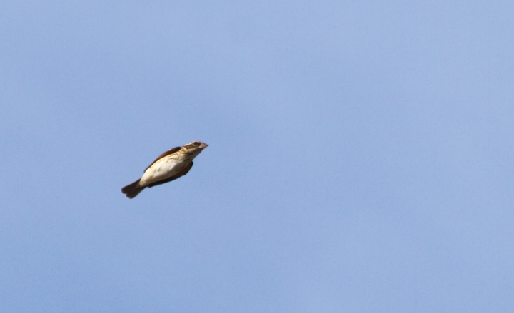 A Rose-breasted Grosbeak in the morning flight at Bayside, Assateague Island (5/15/2010). Photo by Bill Hubick.