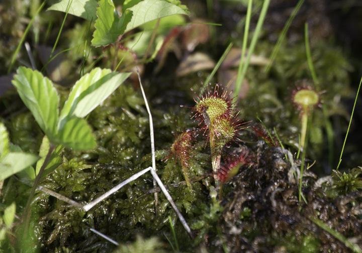 Round-leaved Sundew, a carnivorous bog specialist, in Garrett Co., Maryland (6/12/2011). Photo by Bill Hubick.