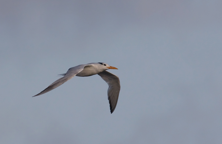 Royal Tern at Bayside Assateague, Maryland (9/26/2009).