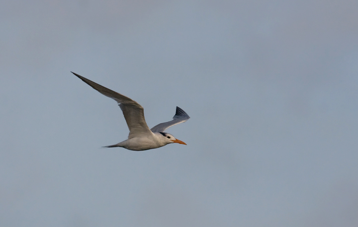 Royal Tern at Bayside Assateague, Maryland (9/26/2009).