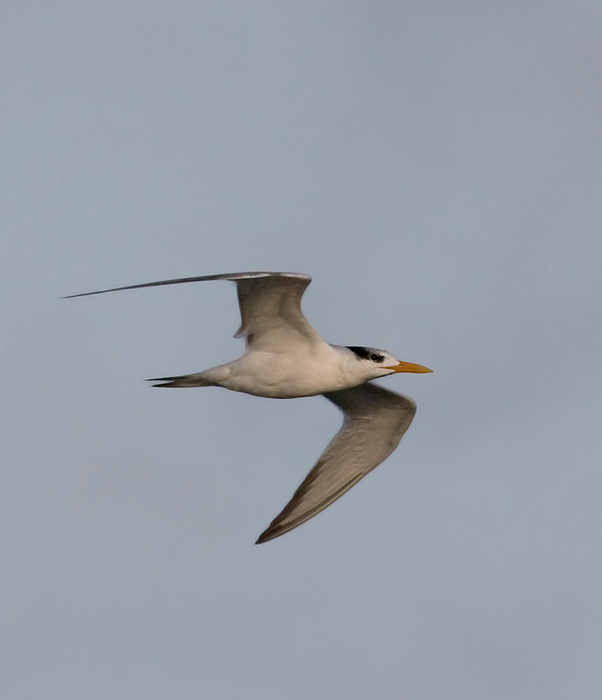 Royal Tern at Bayside Assateague, Maryland (9/26/2009).