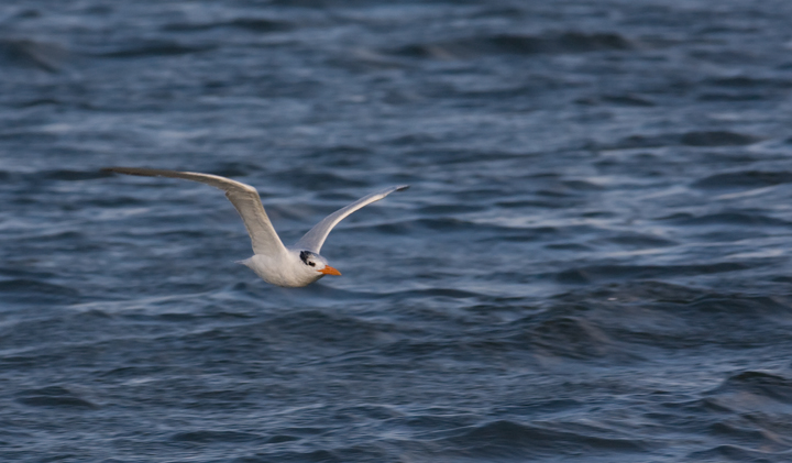 Royal Tern at Bayside Assateague, Maryland (9/26/2009).