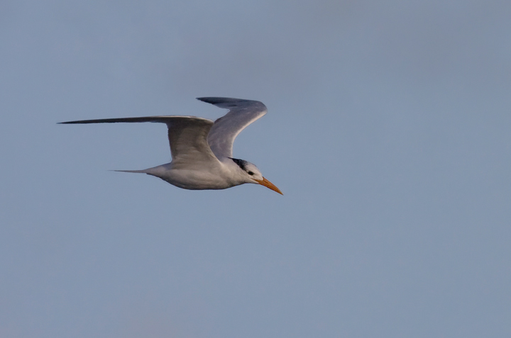 Royal Tern at Bayside Assateague, Maryland (9/26/2009).