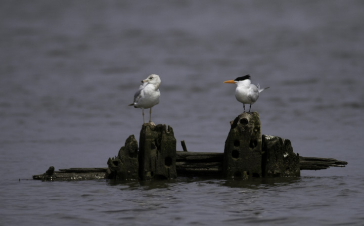 Two weeks later, dozens are loafing and hunting along the Wicomico River in Wicomico and Somerset Counties (4/10/2011). Photo by Bill Hubick.