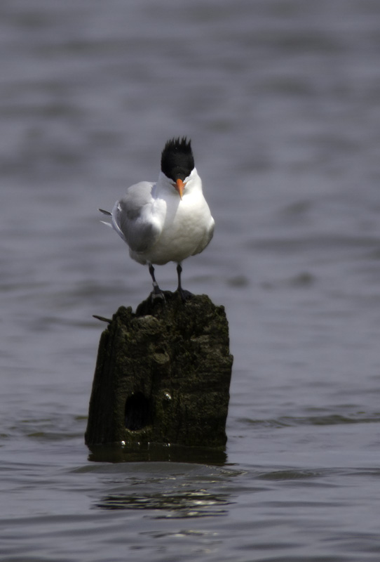 Two weeks later, dozens are loafing and hunting along the Wicomico River in Wicomico and Somerset Counties (4/10/2011). Photo by Bill Hubick.