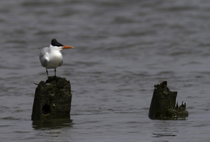 Two weeks later, dozens are loafing and hunting along the Wicomico River in Wicomico and Somerset Counties (4/10/2011). Photo by Bill Hubick.