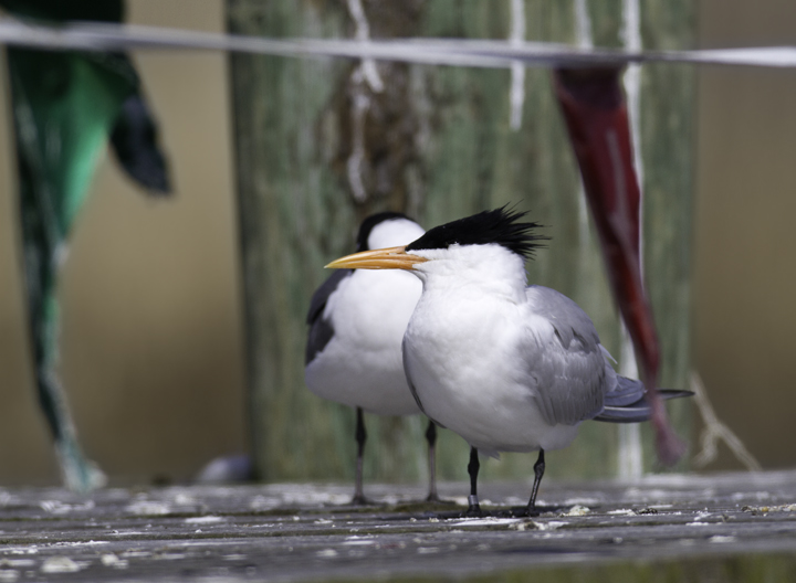 The first Royal Tern of the year in Maryland - Whitehaven, Wicomico Co., Maryland (3/27/2011). Photo by Bill Hubick.