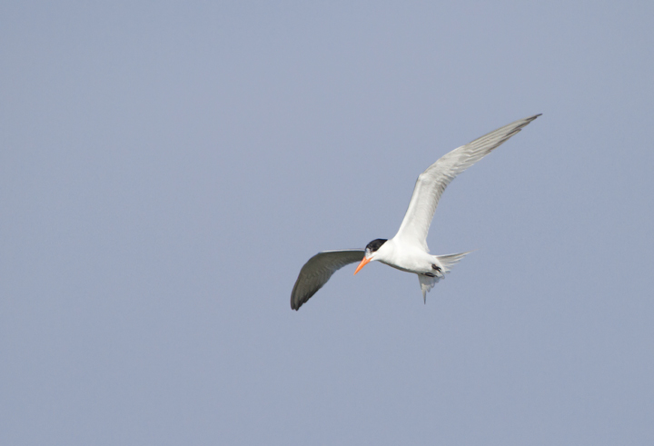 An adult Royal Tern near Ocean City, Maryland (6/26/2011). Like most of its kind in Maryland, you can see the band on its leg that was affixed at its breeding colony - an important part of their monitoring and conservation. Photo by Bill Hubick.